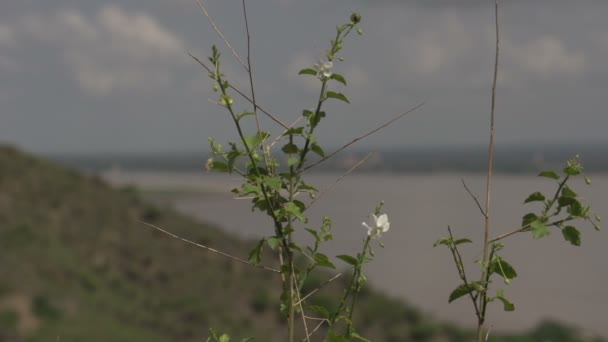 Цветок, поле глубиной до горизонта — стоковое видео