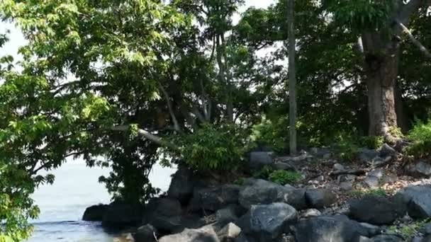 Isla del mono en el lago de Nicaragua — Vídeos de Stock