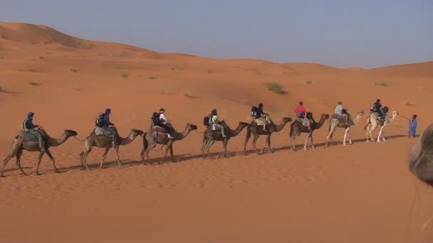 Paseo en camello en dunas — Vídeo de stock