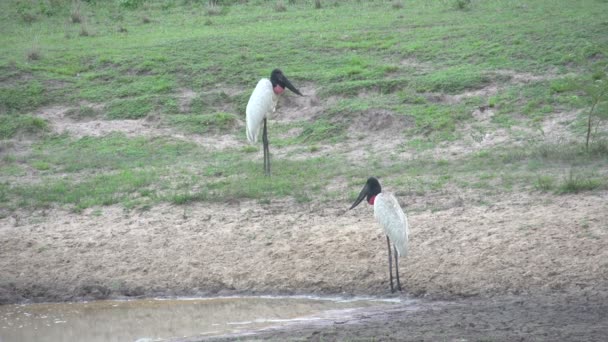 Pantanal Jabiru Jabiru Mycteria Paisagem — Vídeo de Stock