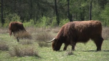 Güzel vahşi İskoç Highlanders 