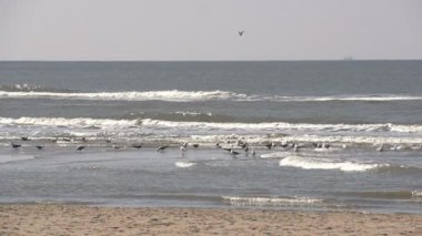 Martılar Kuzey Denizi beach