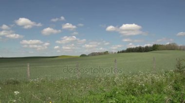 Danimarka sarı çiçek alanları