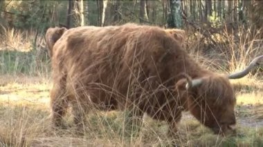 WIld schotse hooglanders