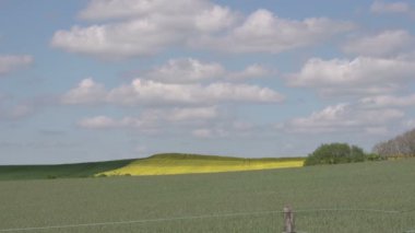 Danimarka sarı çiçek alanları