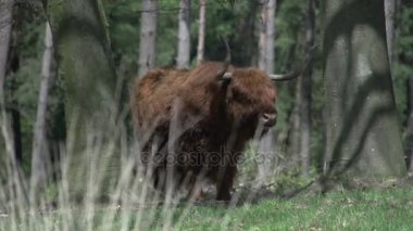 Güzel vahşi İskoç Highlander
