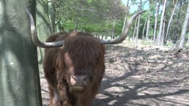 Güzel vahşi İskoç Highlander