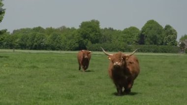Güzel vahşi İskoç Highlanders 