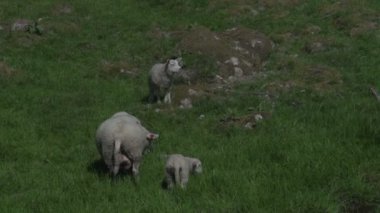 Koyunları, Norveç yatay