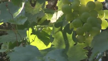 Rüzgarda sallanan üzüm asılı