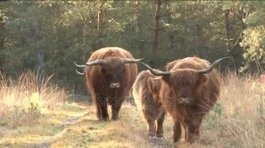 WIld schotse hooglanders