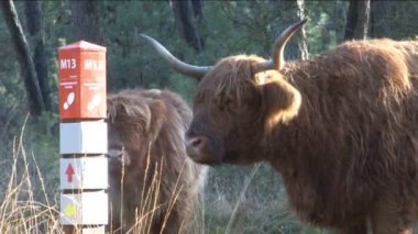 WIld schotse hooglanders