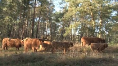 WIld schotse hooglanders