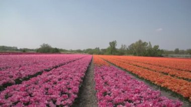 çiçek alanları içinde