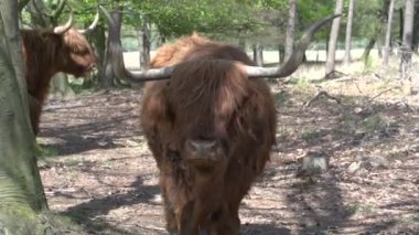 Güzel vahşi İskoç Highlanders 