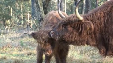 WIld schotse hooglanders