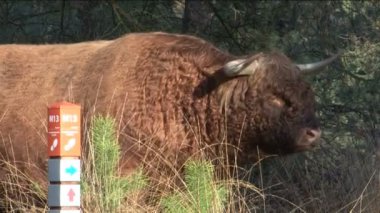 WIld schotse hooglander