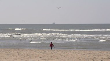 Martılar Kuzey Denizi beach