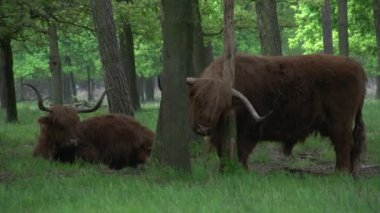 Güzel vahşi İskoç Highlanders 