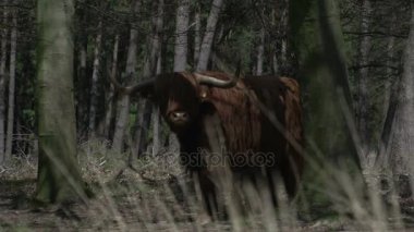 Güzel vahşi İskoç Highlander