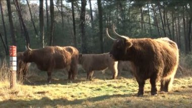 WIld schotse hooglanders