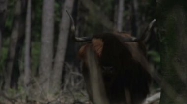 Güzel vahşi İskoç Highlander