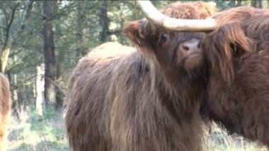 WIld schotse hooglanders