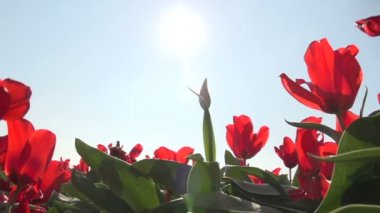 Kırmızı lale ekimi 