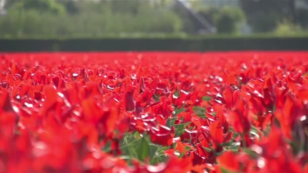 Cultivo de tulipán rojo — Vídeo de stock