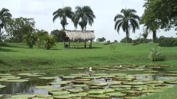 Surinam, Grand Rio river, Awarradam — Stockvideo