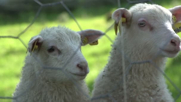 Норвегия ландшафт с овцами — стоковое видео