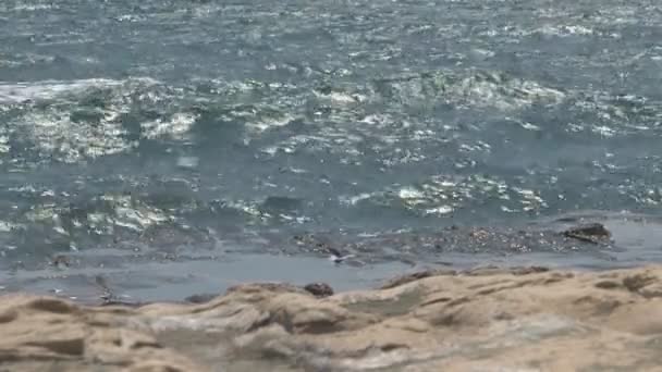 Кайтсерфінга, на пляжі острові La Gomera — стокове відео