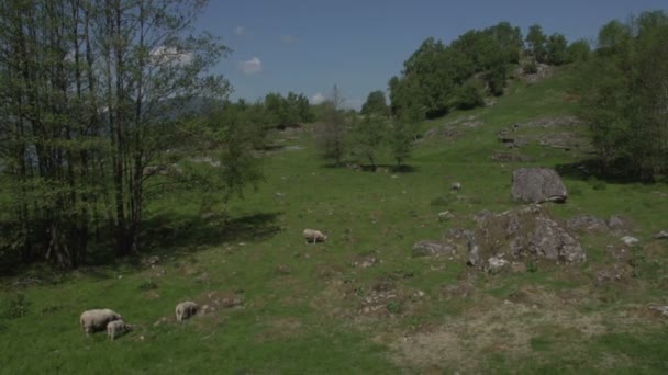 挪威景观与羊 — 图库视频影像