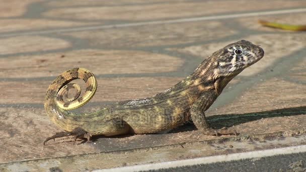 Close Imagens Cuba Lagarto Rua — Vídeo de Stock