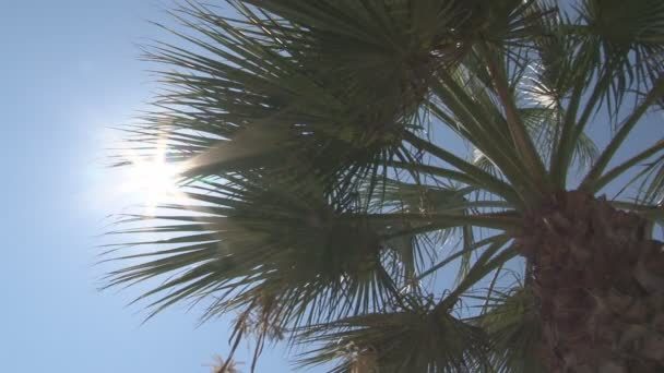 Palmera con sol brillante — Vídeos de Stock