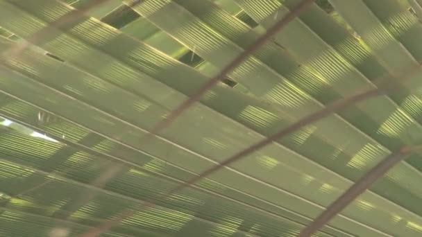 与高大的棕榈的穆罕默德五世大道 — 图库视频影像
