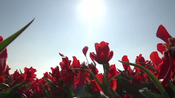 Röd tulpan odling — Stockvideo