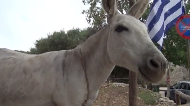 Imagens Burro Perto Bandeira Ondulada — Vídeo de Stock