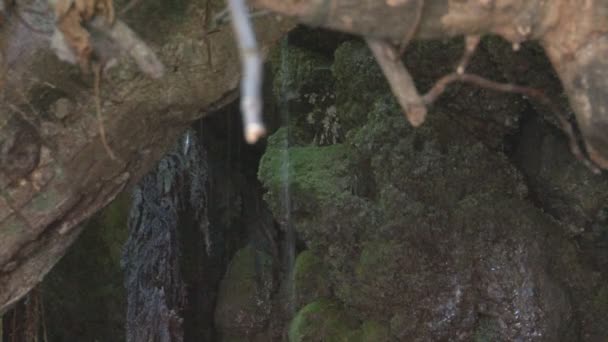 Região de Paphos, Banho de Afrodite — Vídeo de Stock