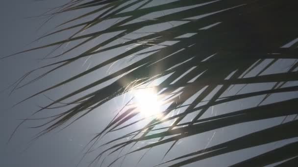 Palmera con sol brillante — Vídeos de Stock