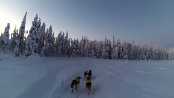 Trineo perros paseo — Vídeos de Stock