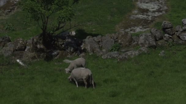 Krajobraz Norwegia z owiec — Wideo stockowe