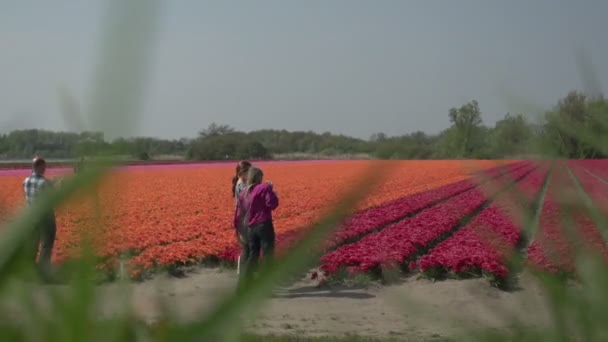 Люди ходят по цветочным полям — стоковое видео
