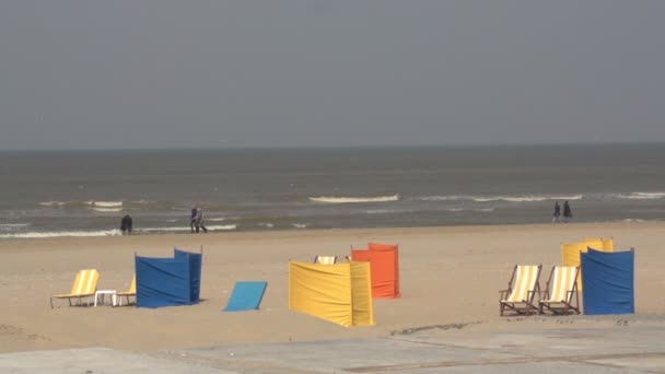 Måsar på stranden av north sea — Stockvideo