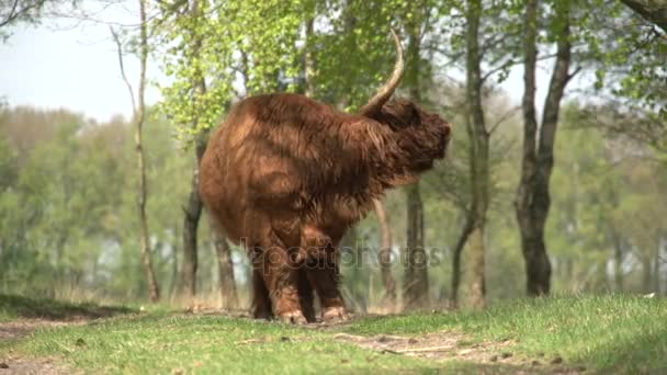 Πανέμορφη άγριο Scottish Highlander — Αρχείο Βίντεο