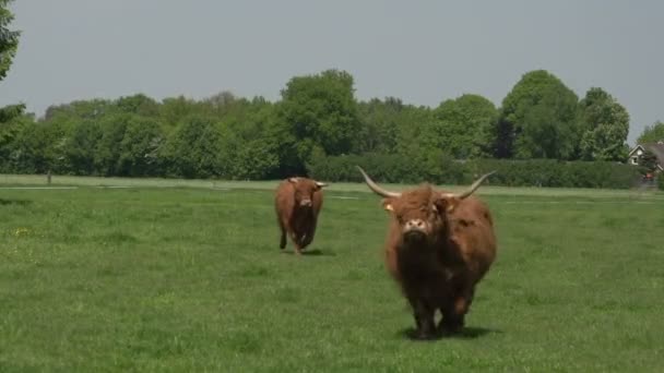 Beaux Highlanders écossais sauvages — Video