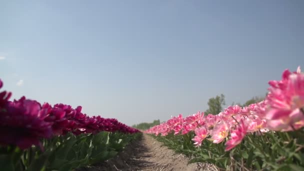 Dentro de campos de flores — Vídeo de stock