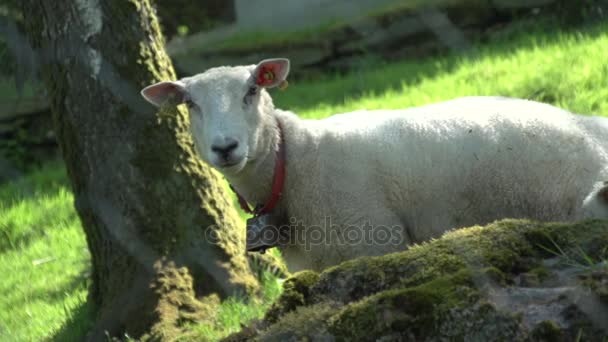 Noorwegen landschap met sheeps — Stockvideo