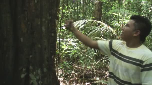 Guida Che Colpisce Albero Suriname Giungla — Video Stock