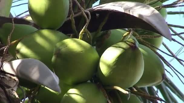 Varadero, Cocos en palmera — Vídeo de stock